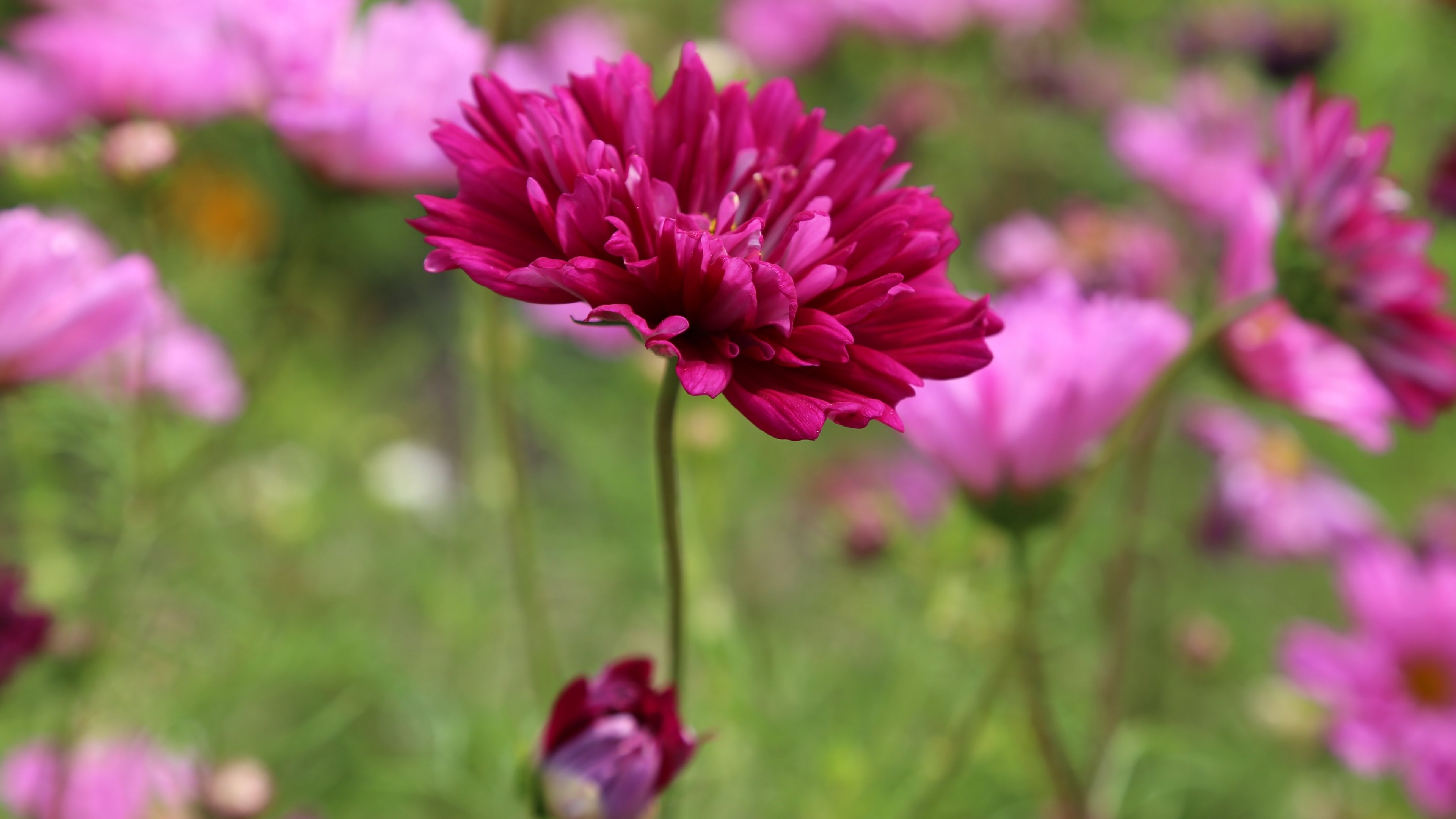 Pink Flower Wallpaper - iPhone, Android & Desktop Backgrounds