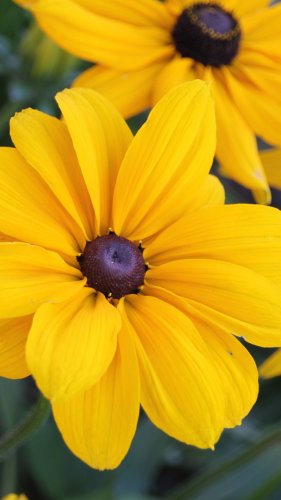 Black Eyed Susan Flowers Tablet Wallpaper