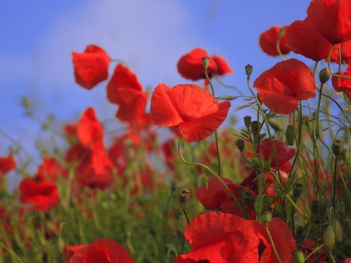 Red Poppies  Wallpaper