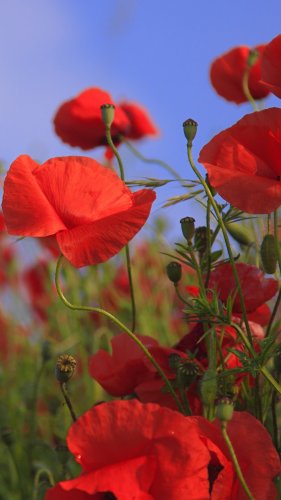 Red Poppies Tablet Wallpaper