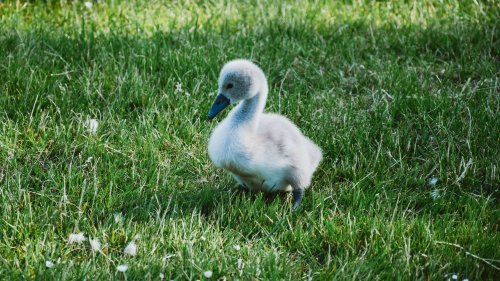 Baby Swan (Cygnet)