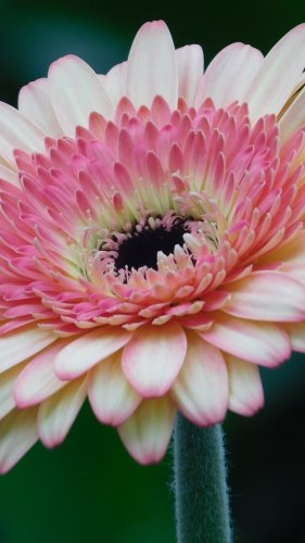 Pink Gerbera Daisy Flower Tablet Wallpaper