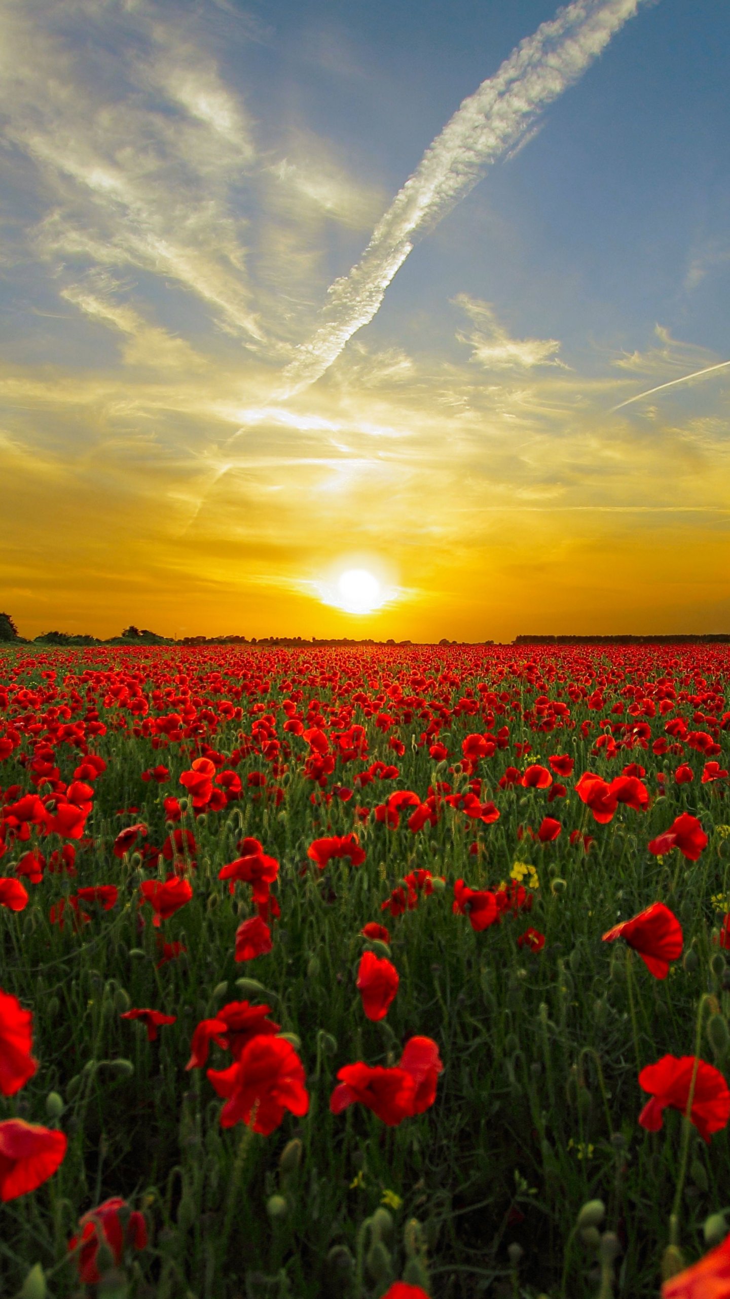 Red Poppy Field Wallpaper Iphone Android Desktop Backgrounds