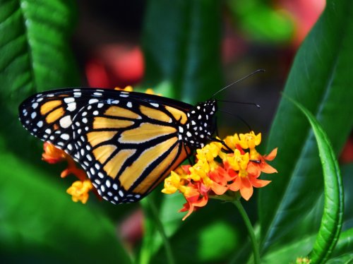 Monarch Butterfly  Wallpaper