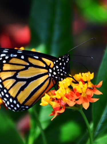 Monarch Butterfly iPad Wallpaper