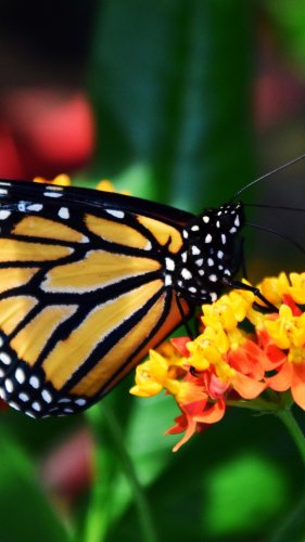 Monarch Butterfly Tablet Wallpaper