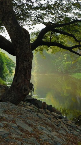 Tree by Stream Tablet Wallpaper