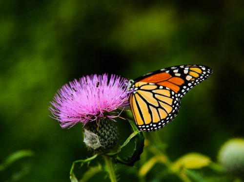 Monarch Butterfly on Thistle Flower