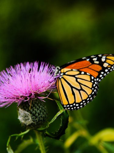 Monarch Butterfly on Thistle Flower iPad Wallpaper