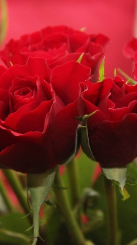 Red Roses Wallpaper