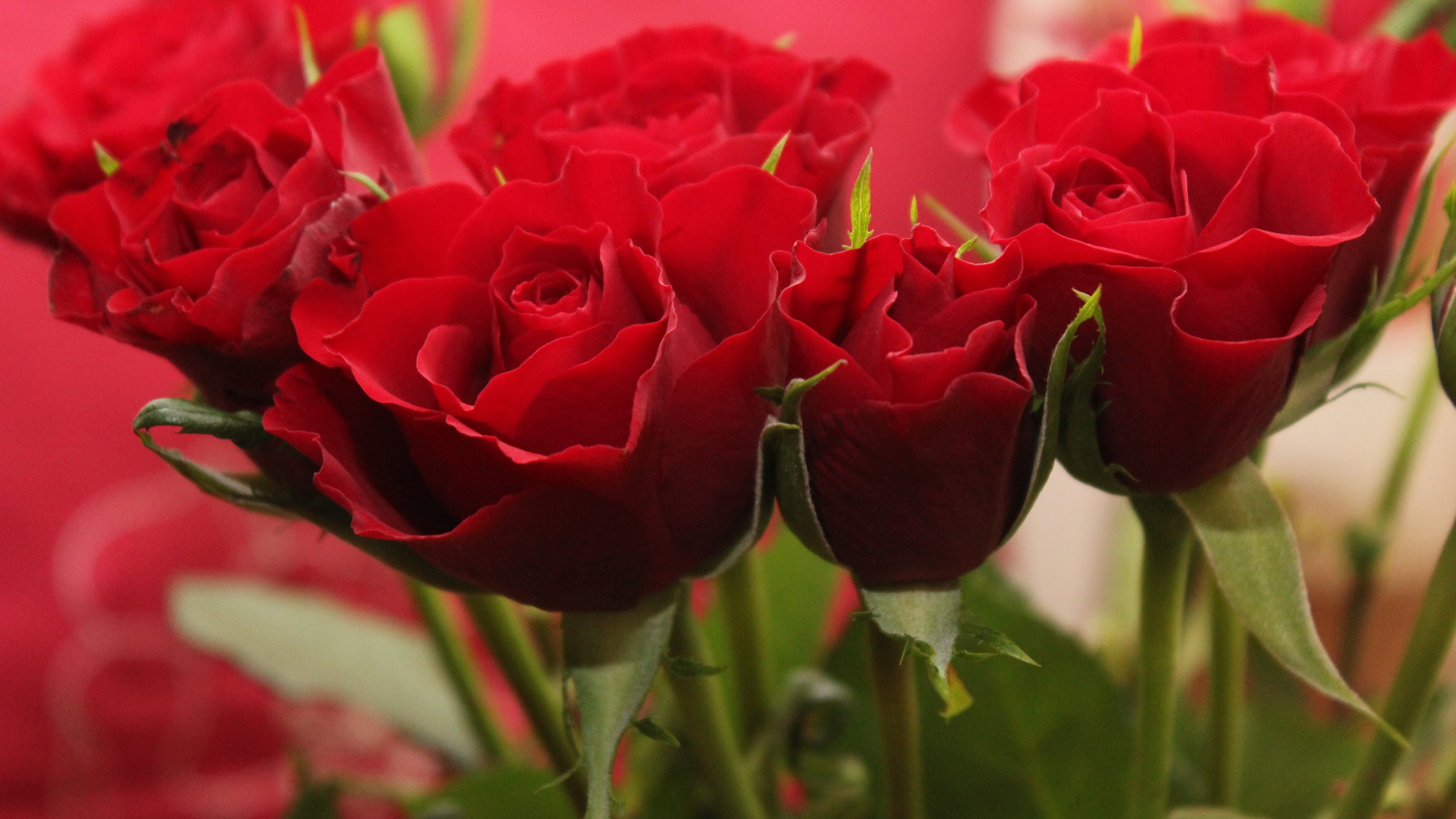Red Roses Wallpaper - iPhone, Android & Desktop Backgrounds