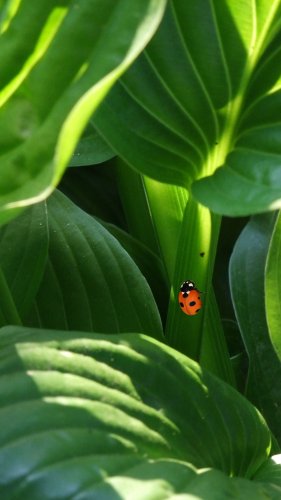 Ladybug on Leaves Mobile Wallpaper