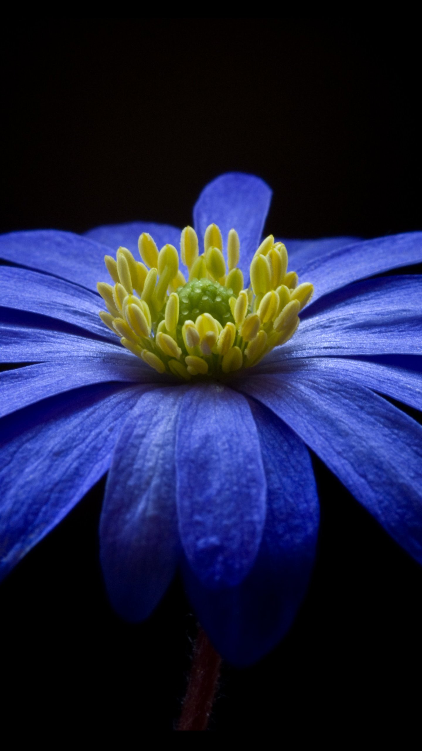 Blue Anemone Wallpaper Iphone Android Desktop Backgrounds