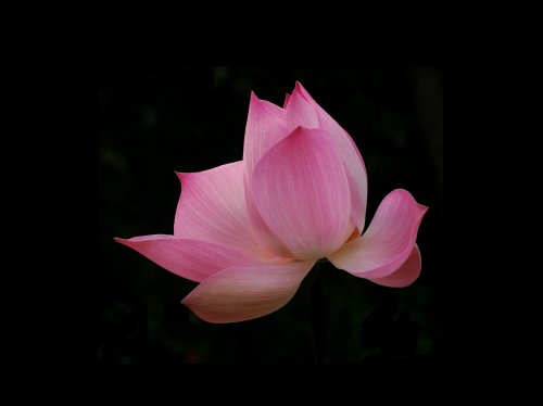 Pink Lotus  Wallpaper