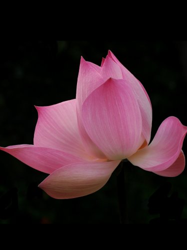 Pink Lotus iPad Wallpaper