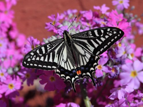Swallowtail Butterfly  Wallpaper