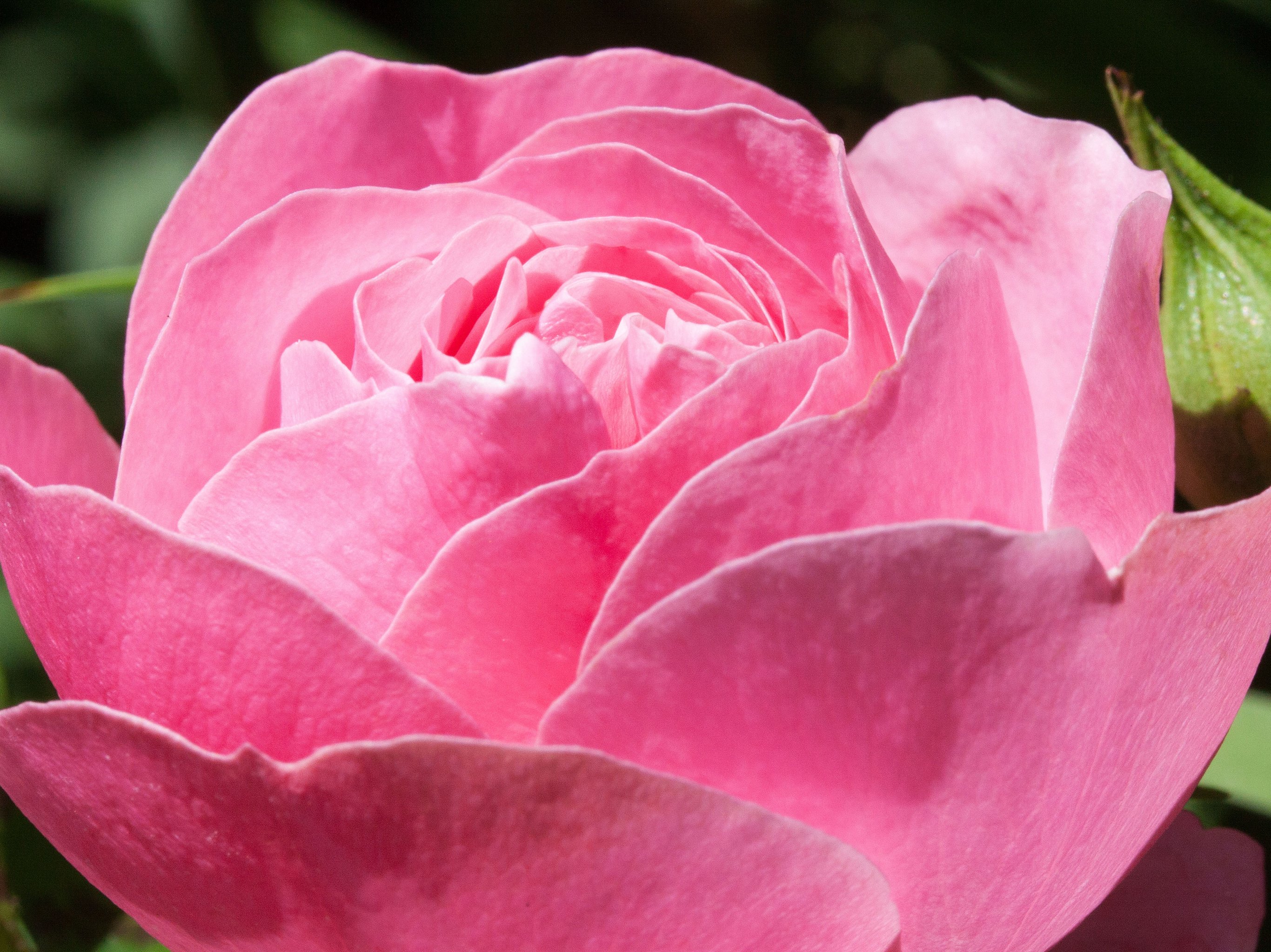 Beautiful Pink Roses iPhone Wallpaper / iPod Wallpaper HD - Free