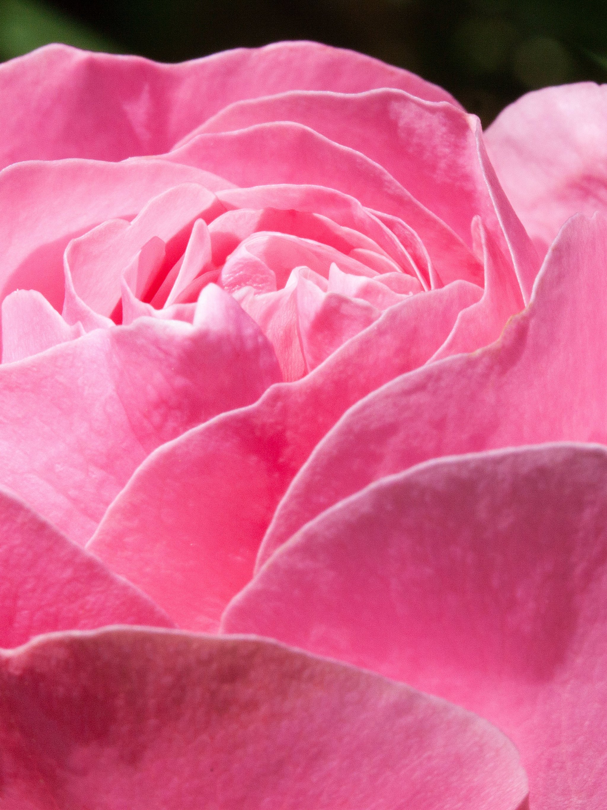 5 Beautiful Rose Live Wallpaper Apps for Android 2023
