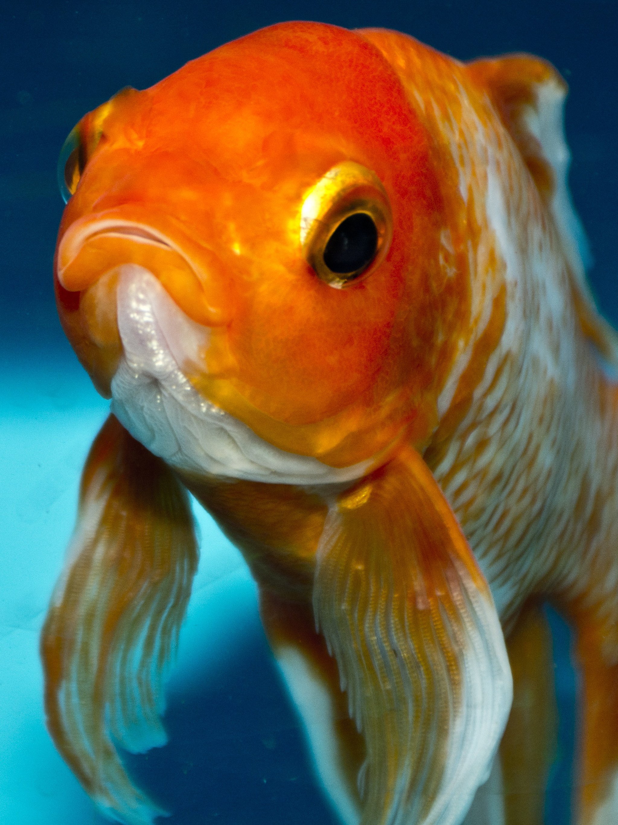 golden fishes wallpaper for desktop