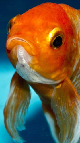 Goldfish Mobile Wallpaper