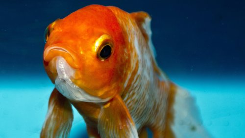 Goldfish HD Desktop Wallpaper