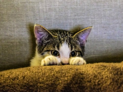 Kitten Peeking  Wallpaper
