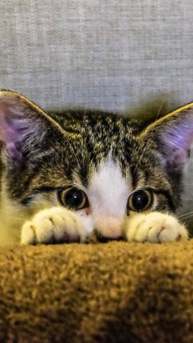 Kitten Peeking Mobile Wallpaper