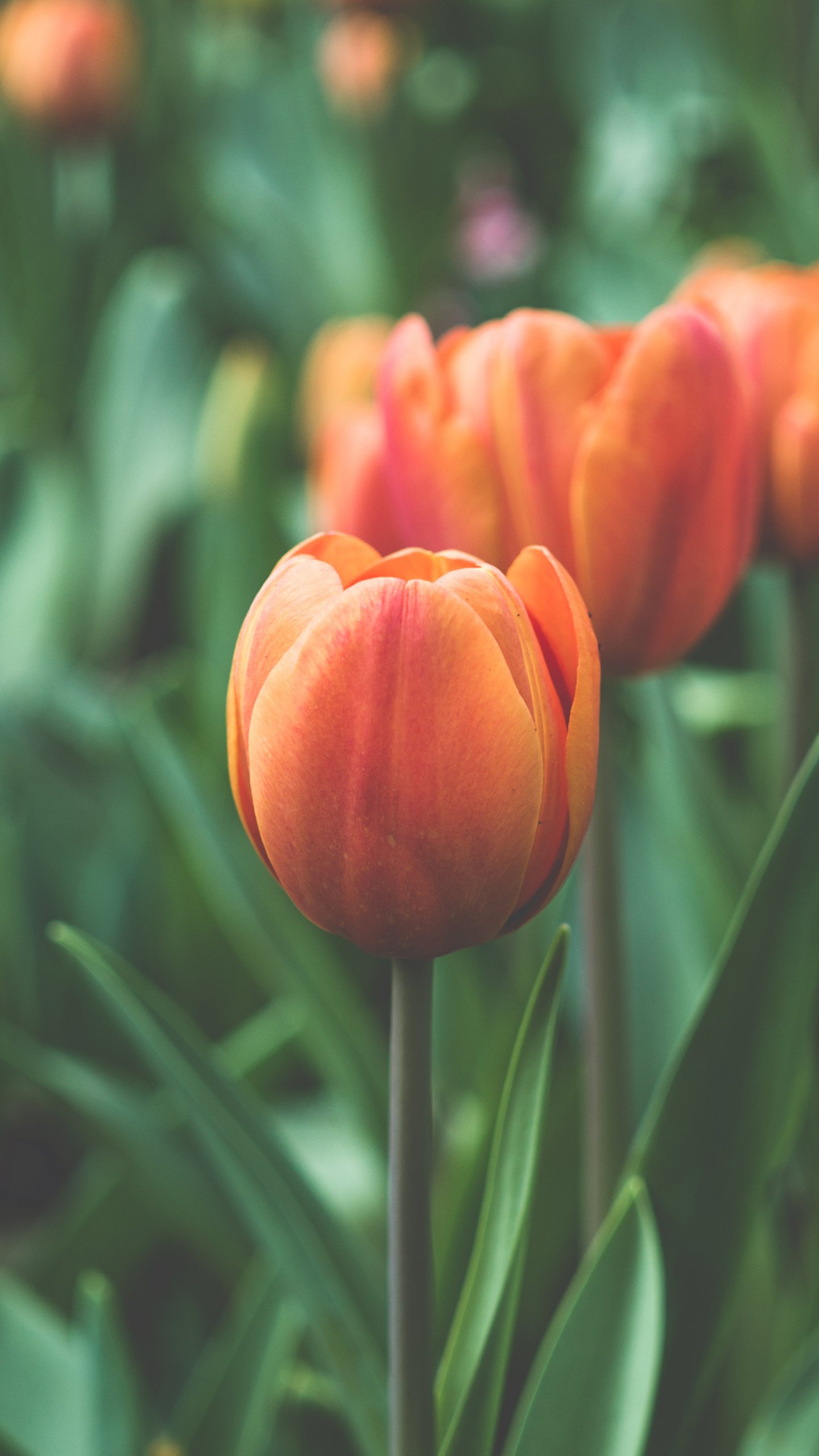 Featured image of post Tulip Wallpaper For Iphone : Adored by many people, these flowers are popular for weddings and other.