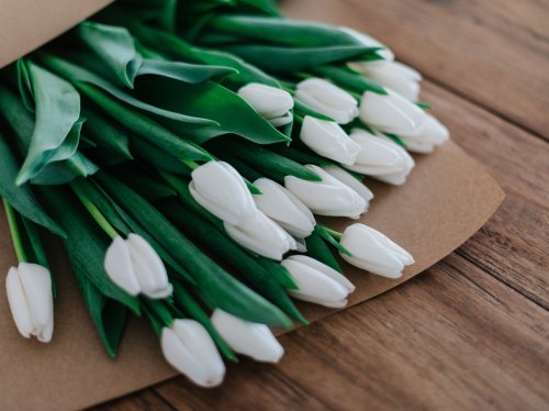 White Tulips  Wallpaper