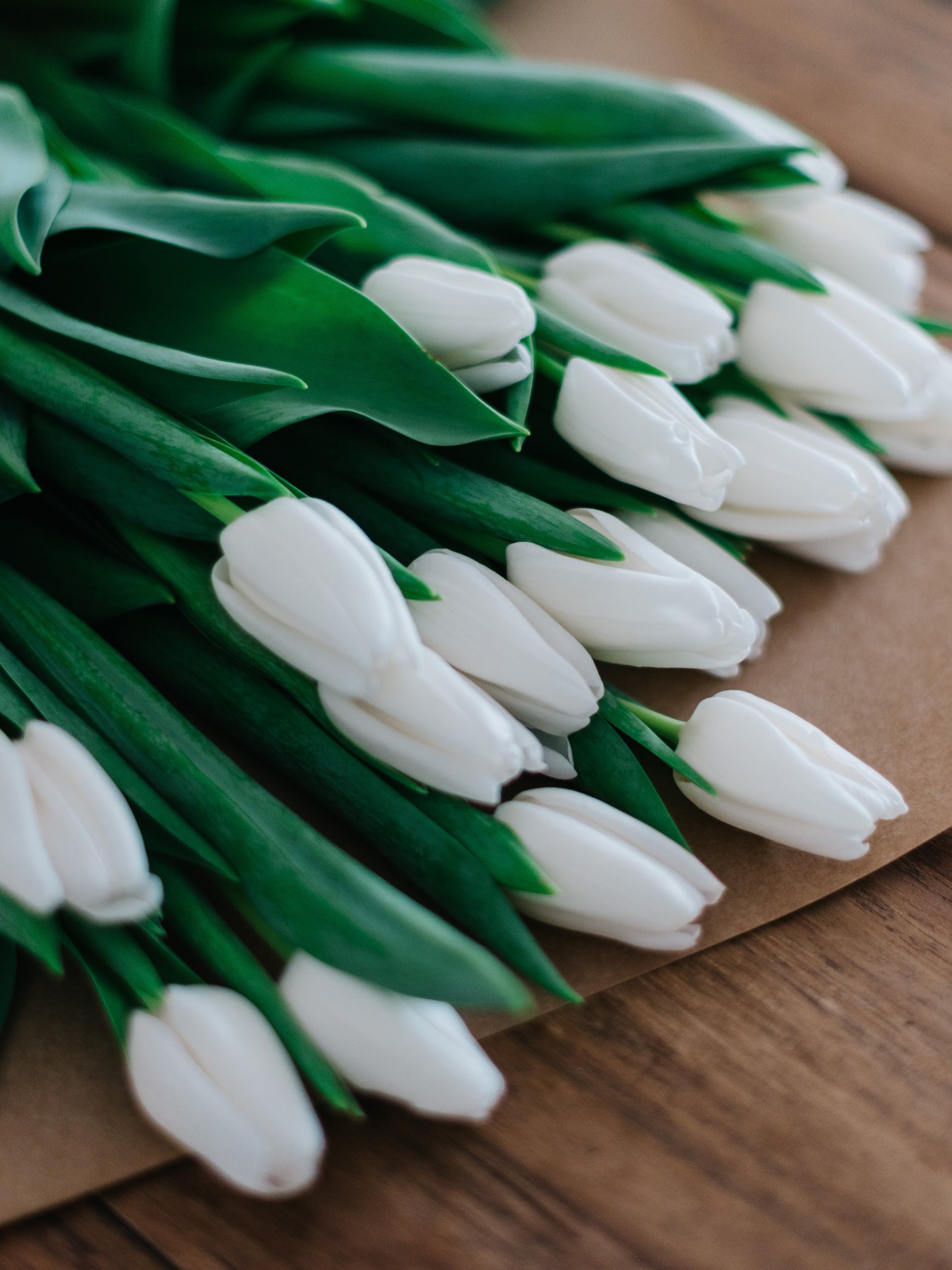 white tulips wallpaper hd