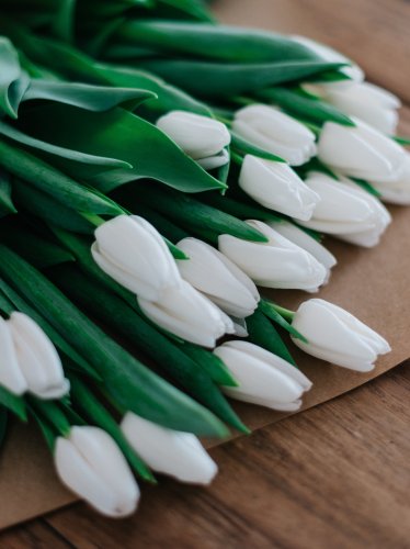 White Tulips iPad Wallpaper