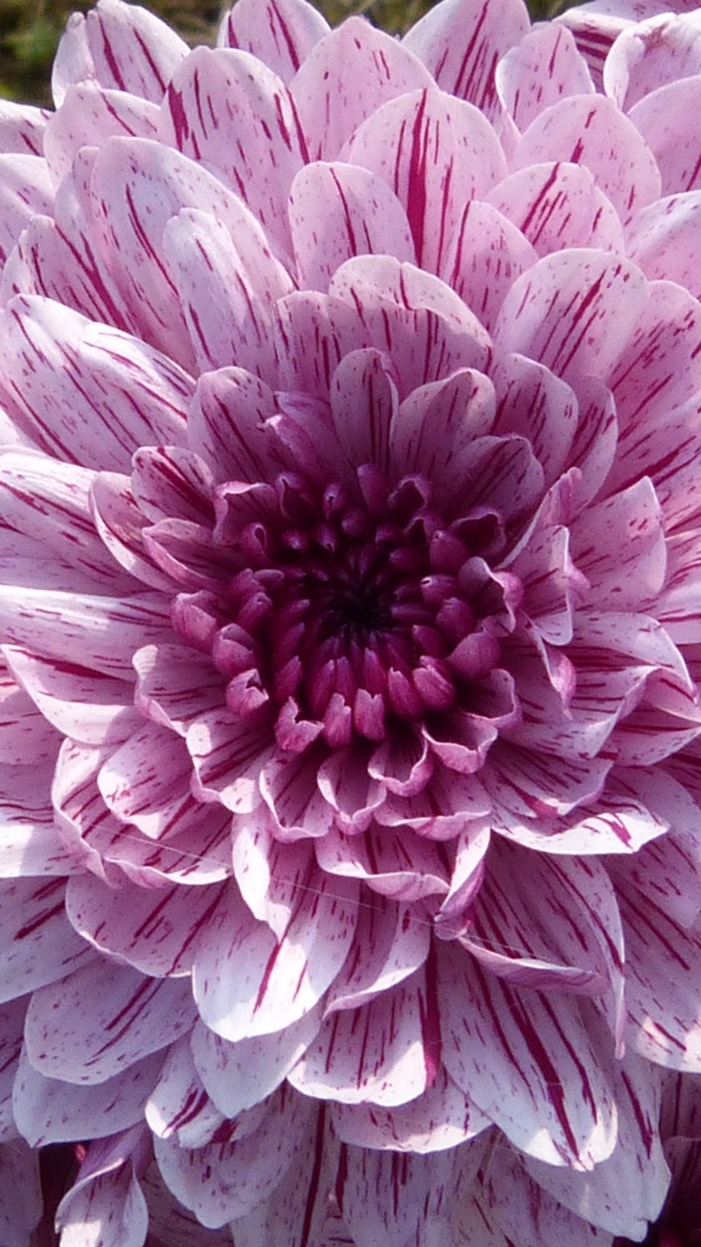 Purple Blooming Dahlia Wallpaper Iphone Android Desktop Backgrounds