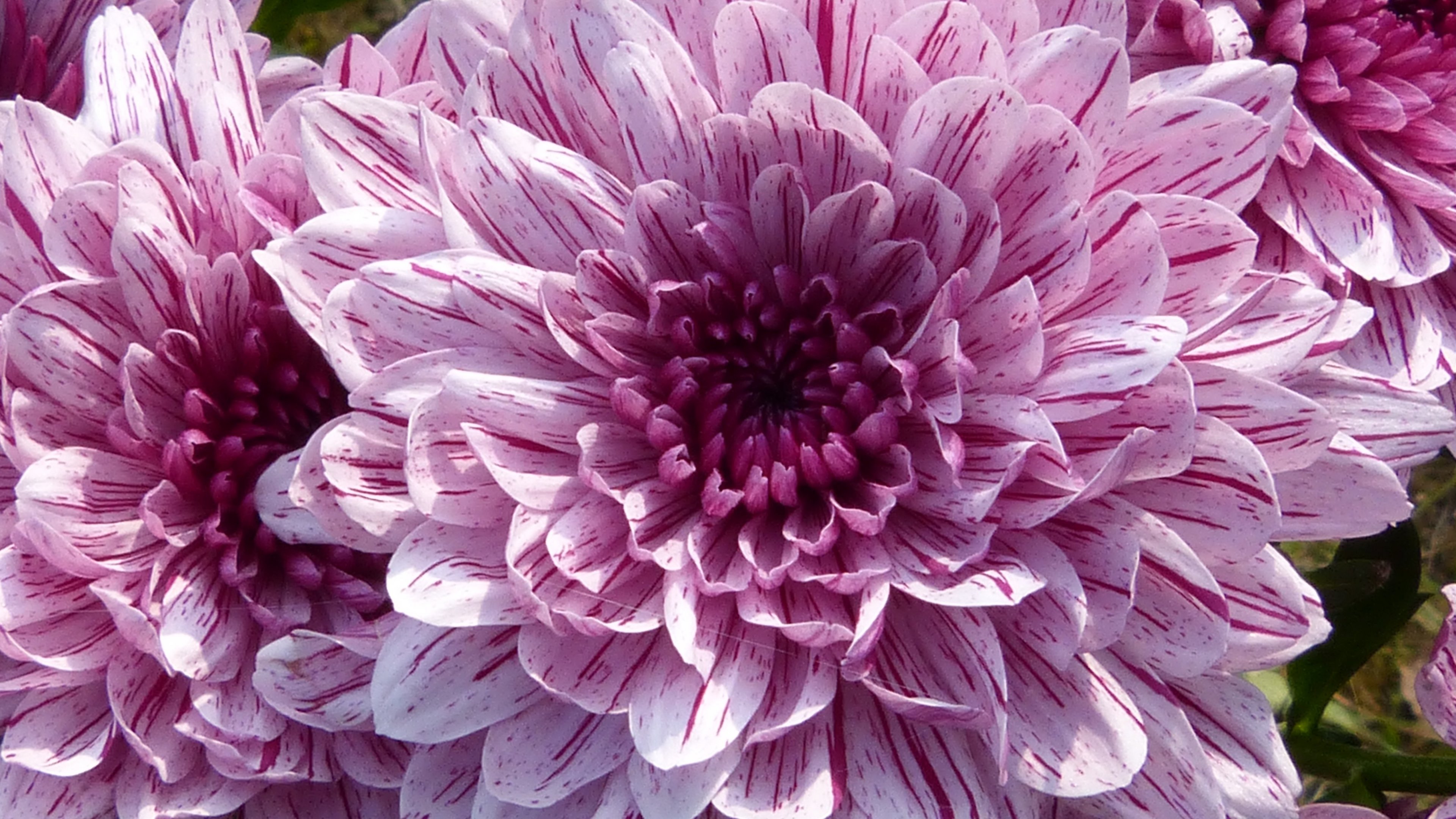 550 Dahlia Pictures  Download Free Images on Unsplash