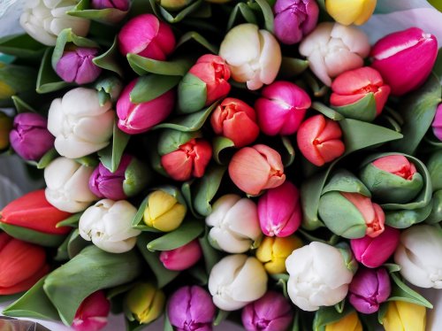 Tulips Bouquet  Wallpaper