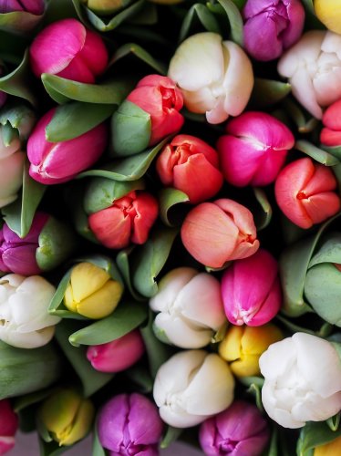 Tulips Bouquet iPad Wallpaper