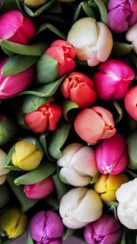 Tulips Bouquet Mobile Wallpaper