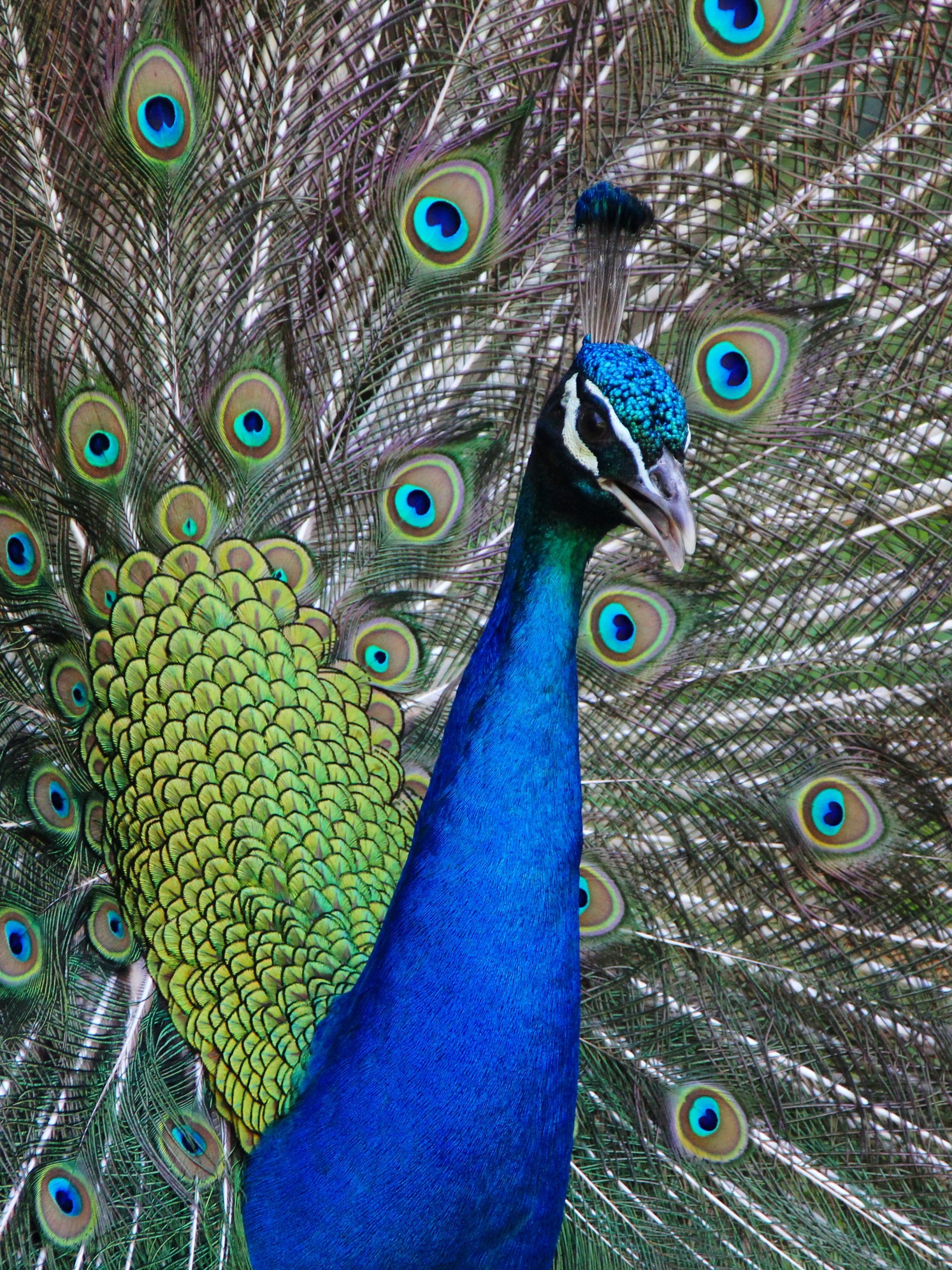 Proud Peacock Wallpaper | Luxe Walls - Removable Wallpapers