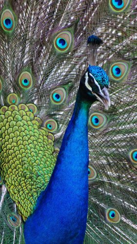 Peacock Mobile Wallpaper