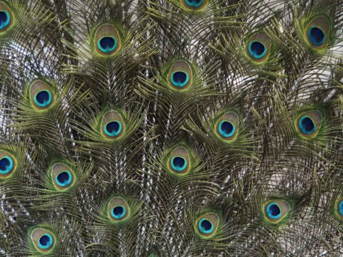 Peacock Feathers  Wallpaper