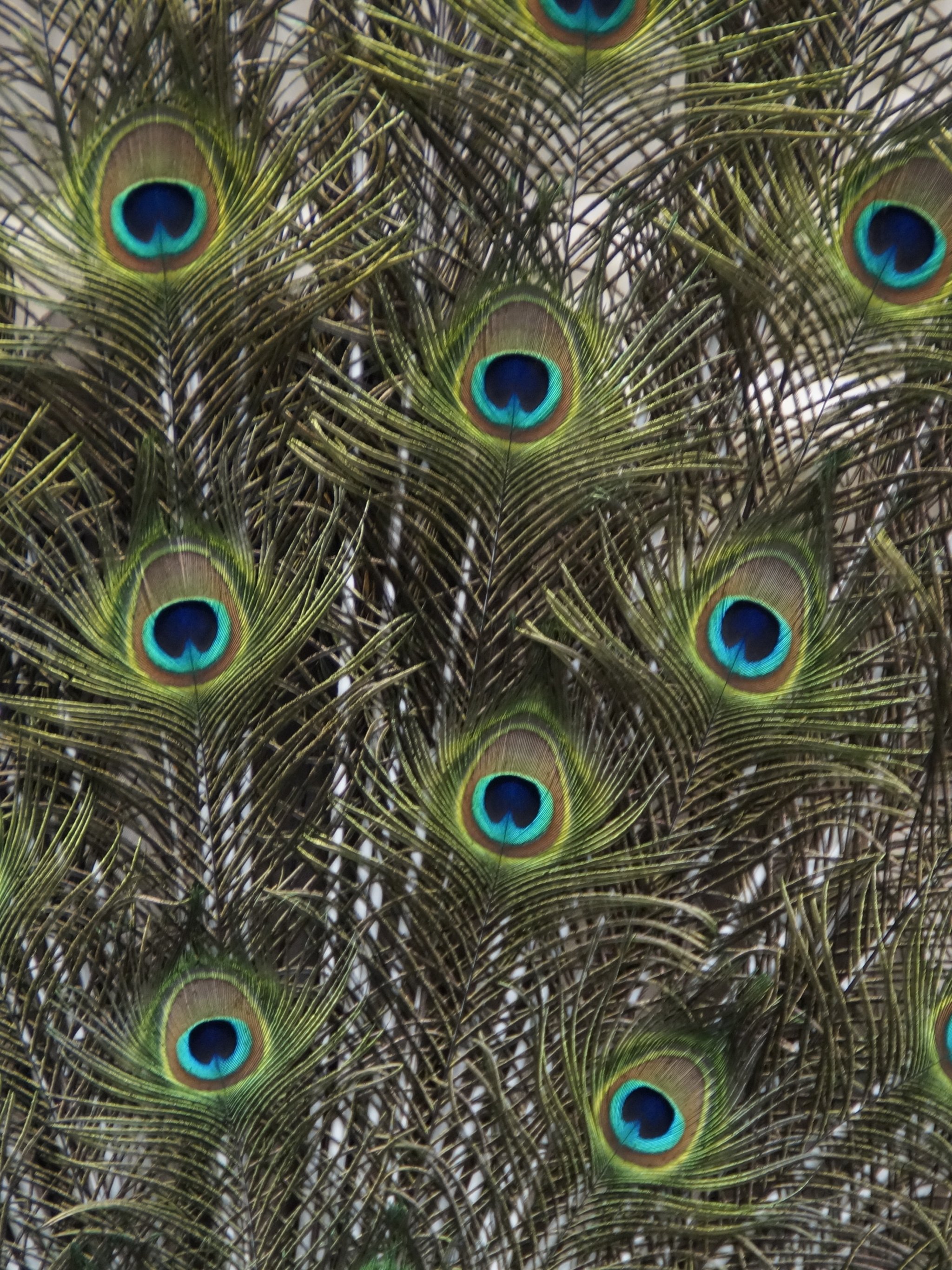 1000 Peacock Feather Images  Pictures in HD  Pixabay