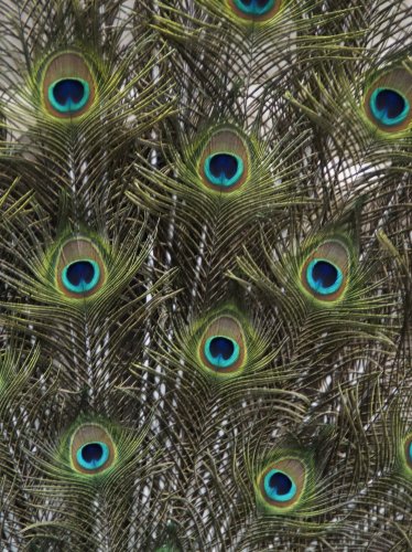 Peacock Feathers iPad Wallpaper