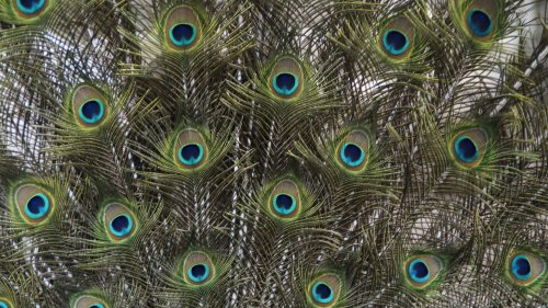 Peacock Feathers HD Desktop Wallpaper