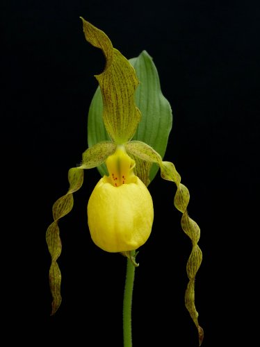 Yellow Lady Slipper Orchid iPad Wallpaper