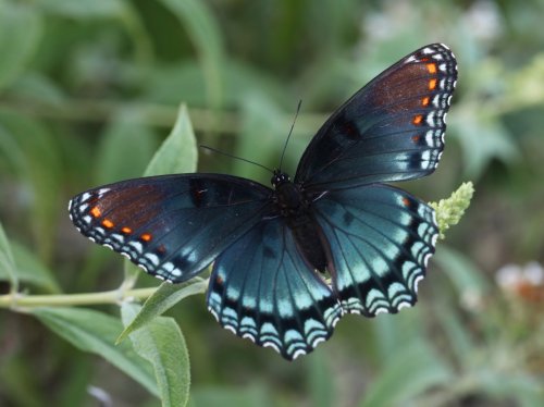 Red Spotted Purple Butterfly  Wallpaper
