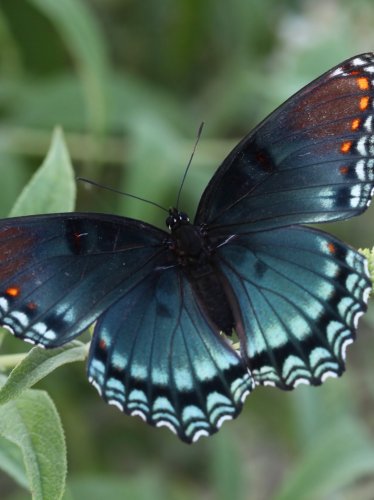 Red Spotted Purple Butterfly iPad Wallpaper