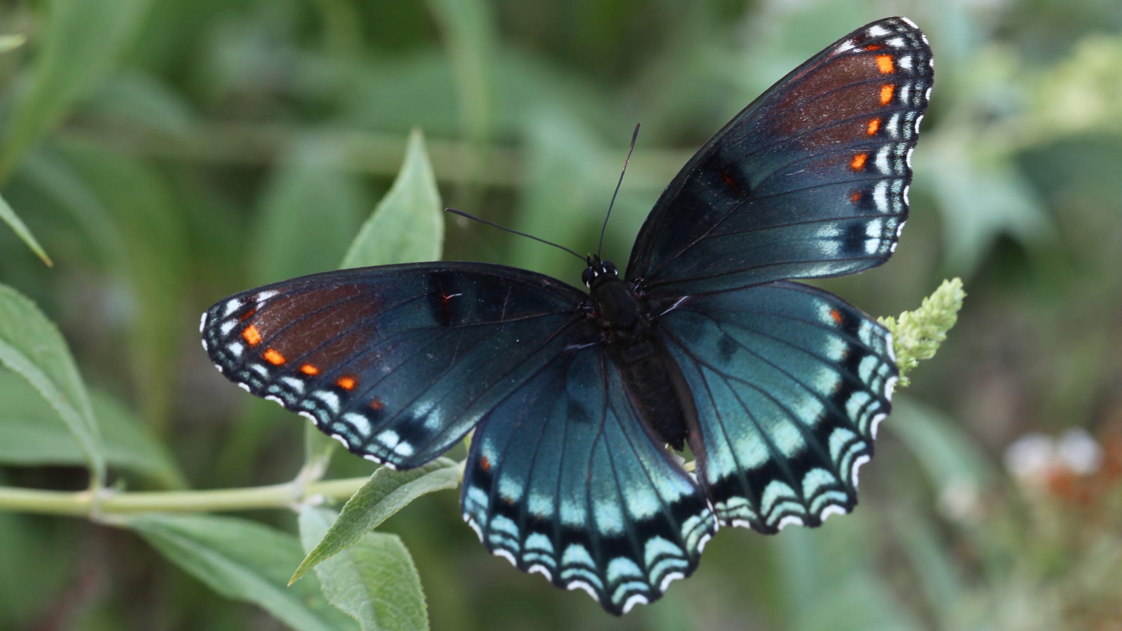 Red Spotted Purple Butterfly Wallpaper - iPhone, Android ...