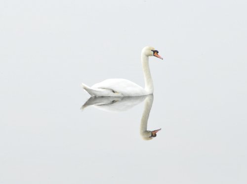 White Swan on Water  Wallpaper