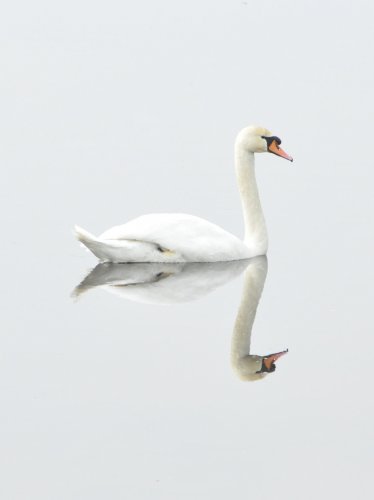 White Swan on Water