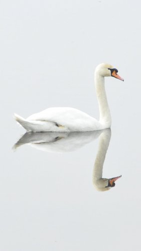 White Swan on Water Mobile Wallpaper