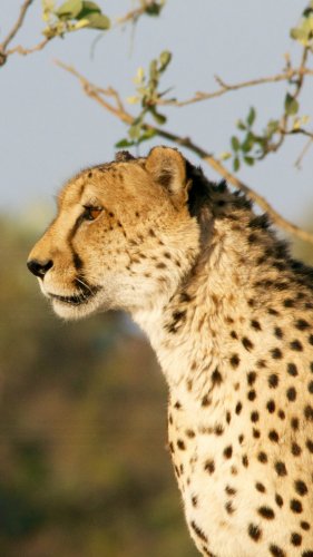 Cheetah Mobile Wallpaper